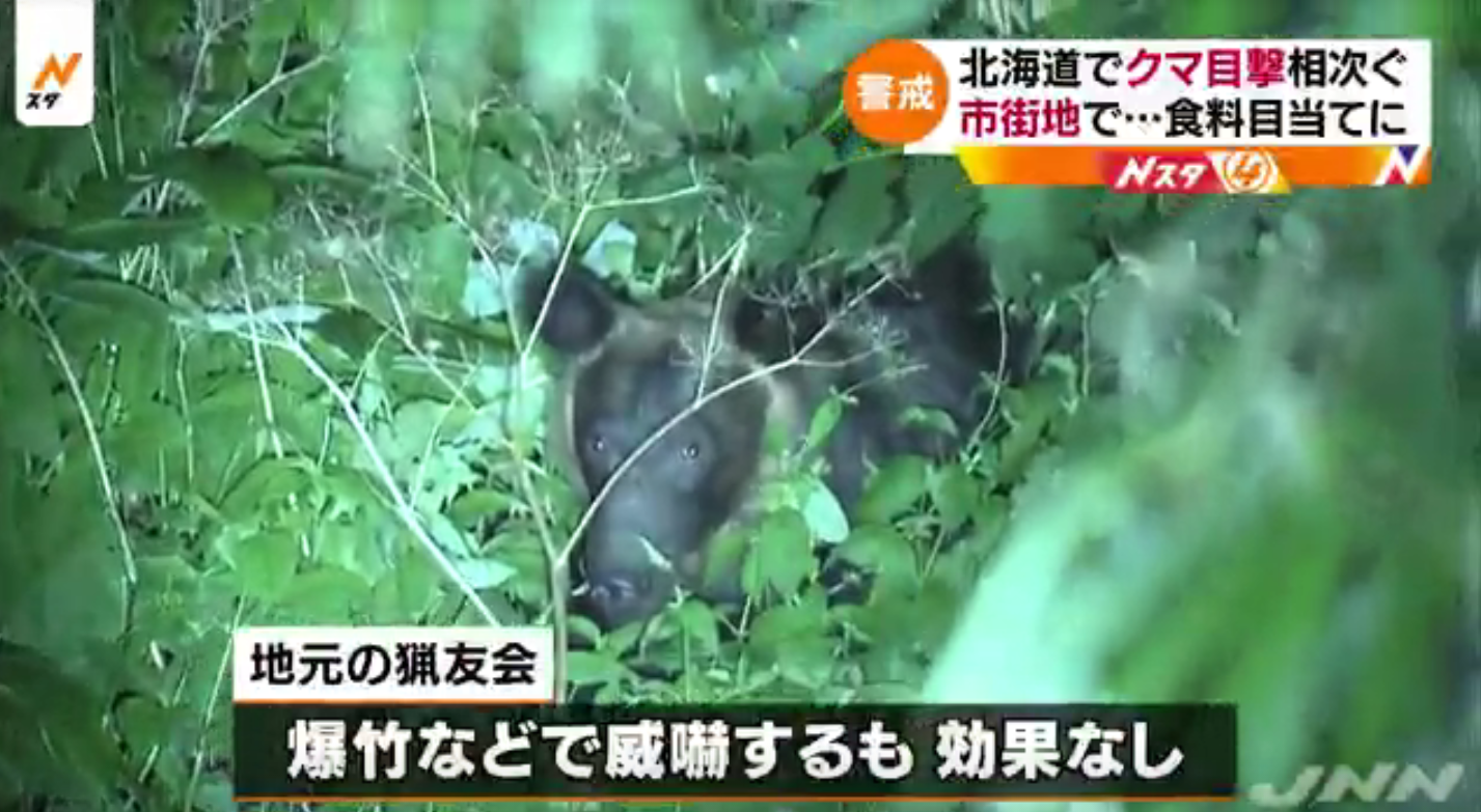 熊经常出没于北海道？当地狩猎协会：瞄准了村民垃圾里的食物