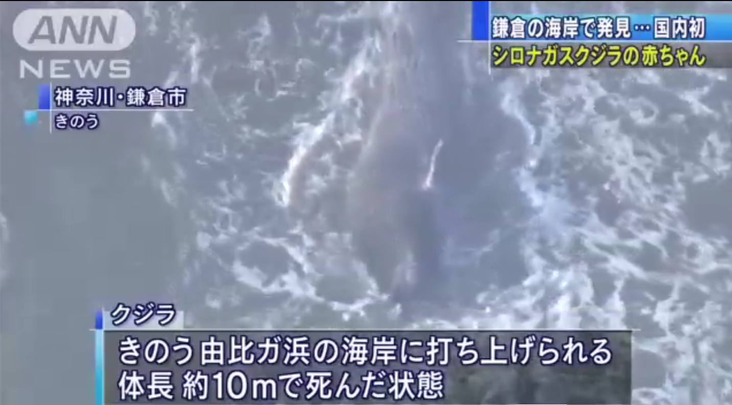 日本首次发现蓝鲸遗骸 已被证实为蓝鲸幼崽