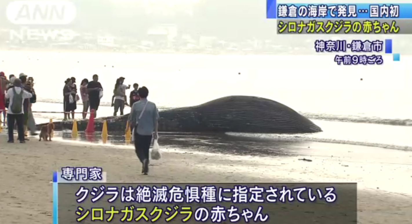 日本首次发现蓝鲸遗骸 已被证实为蓝鲸幼崽